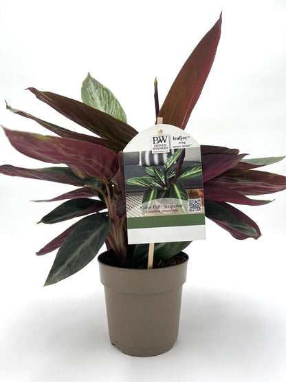 Socialite™ Stripestar (Stromanthe sanguinea)