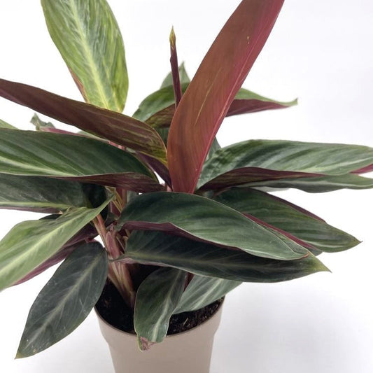 Socialite™ Stripestar (Stromanthe sanguinea)