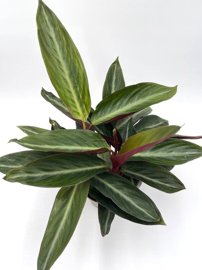 Socialite™ Stripestar (Stromanthe sanguinea)