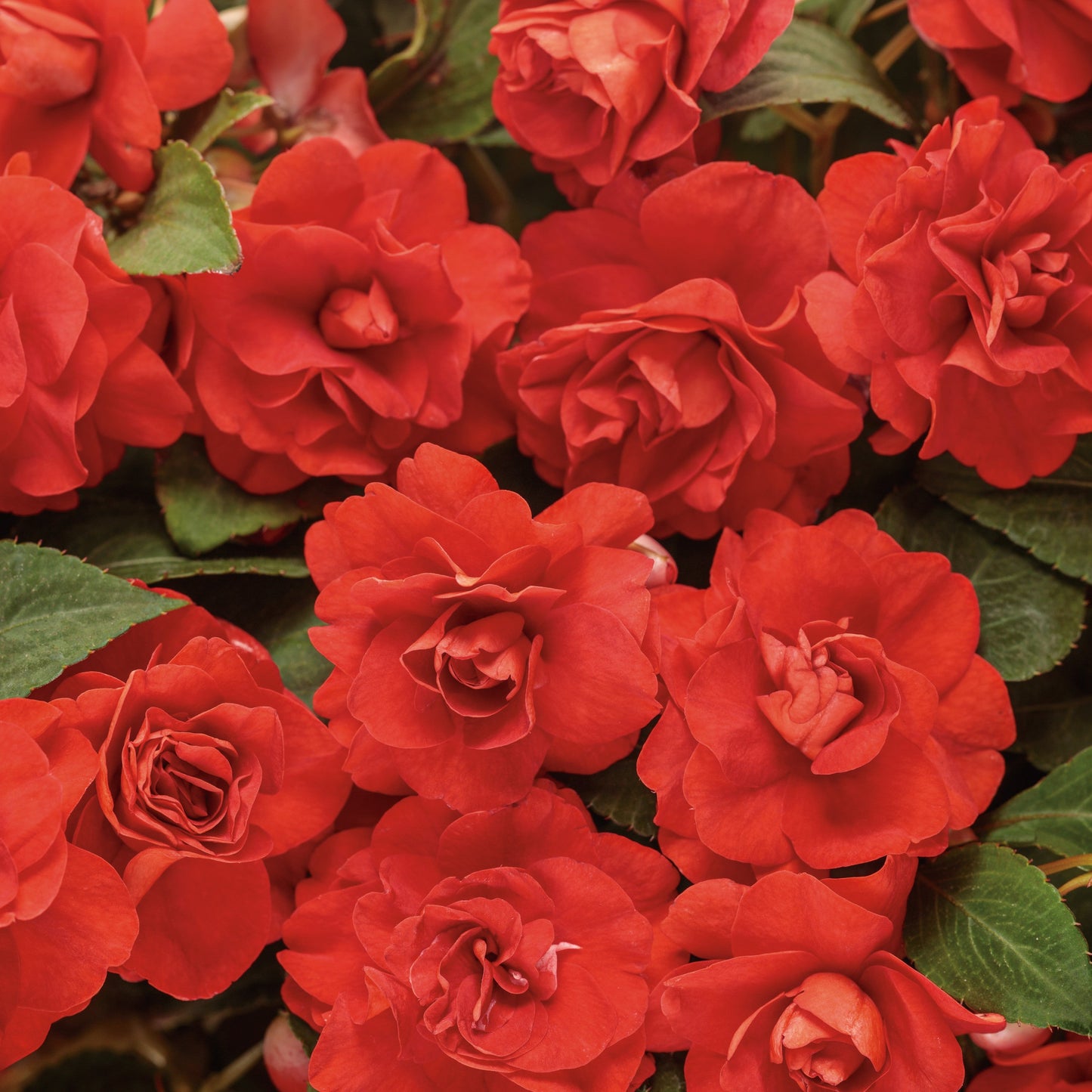 Rockapulco® Red Double Impatiens (walleriana)