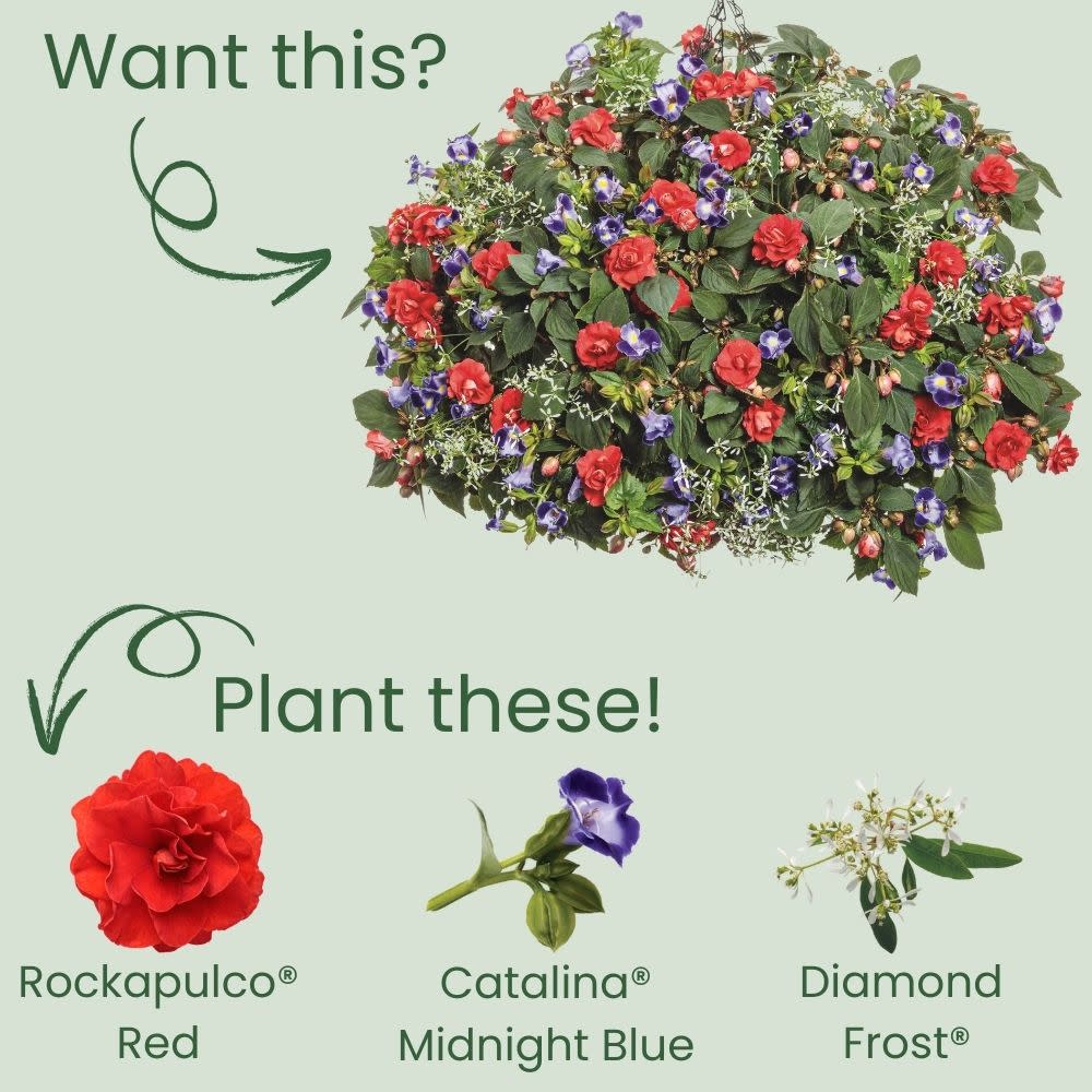 Rockapulco® Red Double Impatiens (walleriana)
