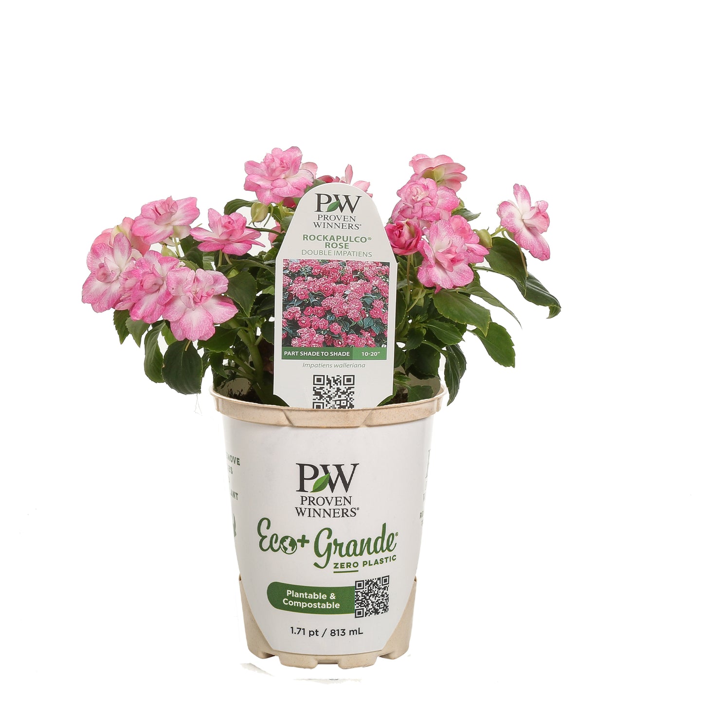 Rockapulco® Rose Double Impatiens (walleriana)