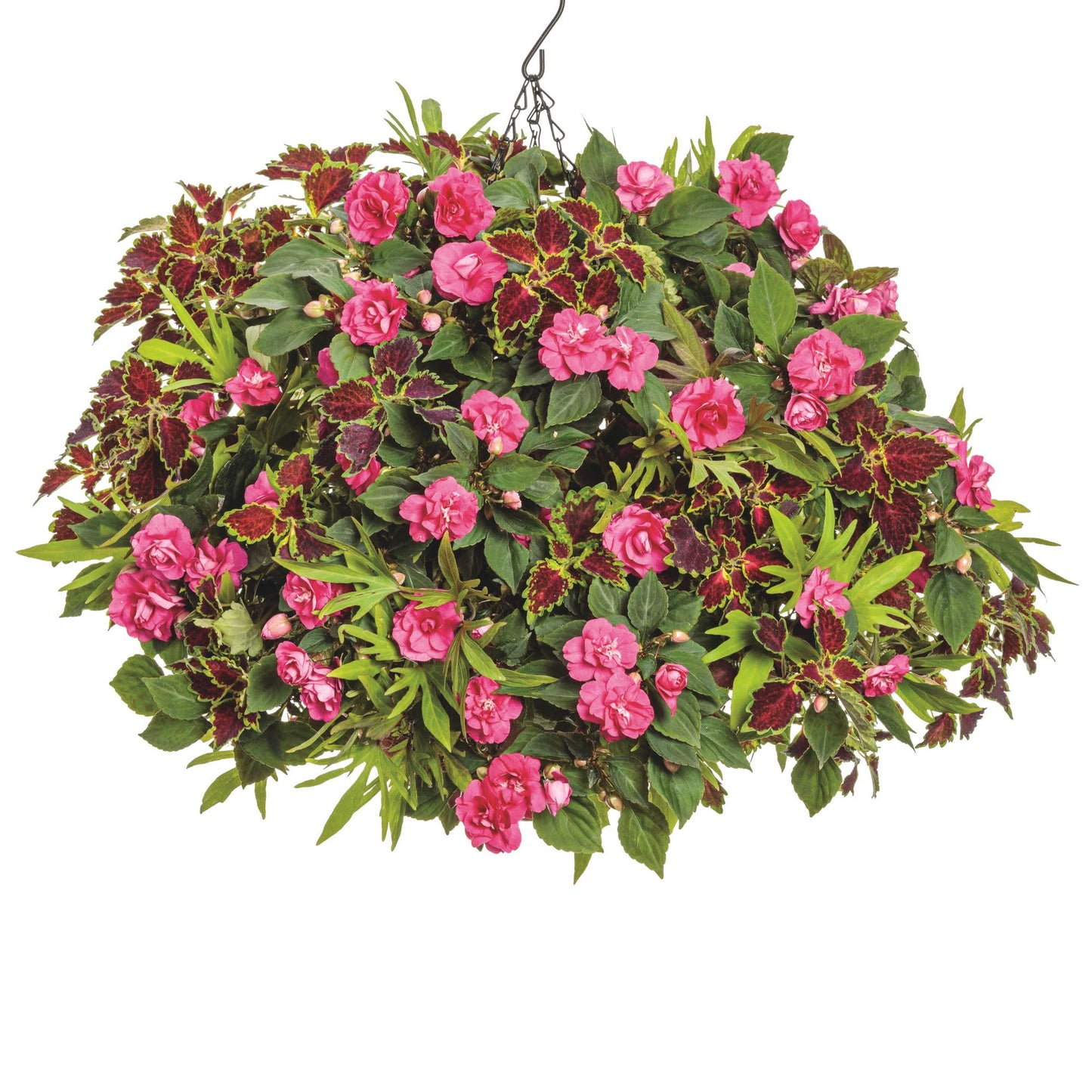 Rockapulco® Rose Double Impatiens (walleriana)