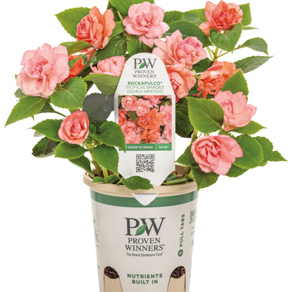Rockapulco® Tropical Shades Double Impatiens (walleriana)
