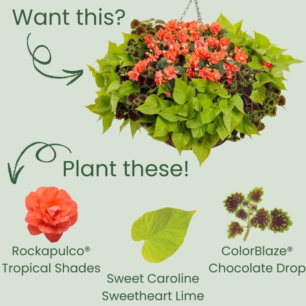 Rockapulco® Tropical Shades Double Impatiens (walleriana)
