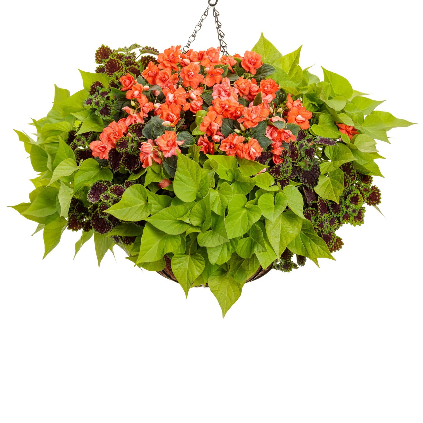 Rockapulco® Tropical Shades Double Impatiens (walleriana)