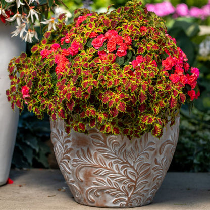 Rockapulco® Tropical Shades Double Impatiens (walleriana)