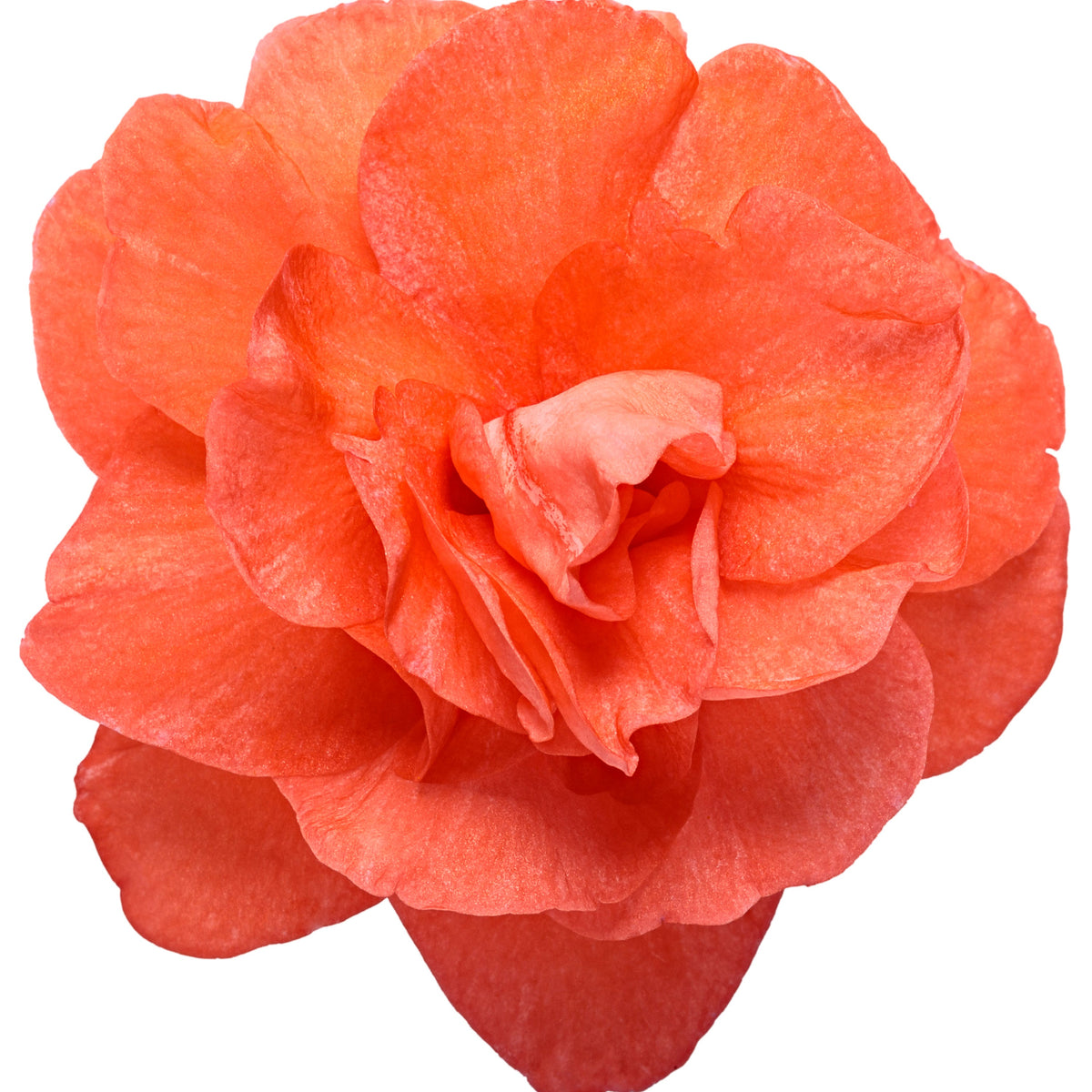 Rockapulco® Tropical Shades Double Impatiens (walleriana)