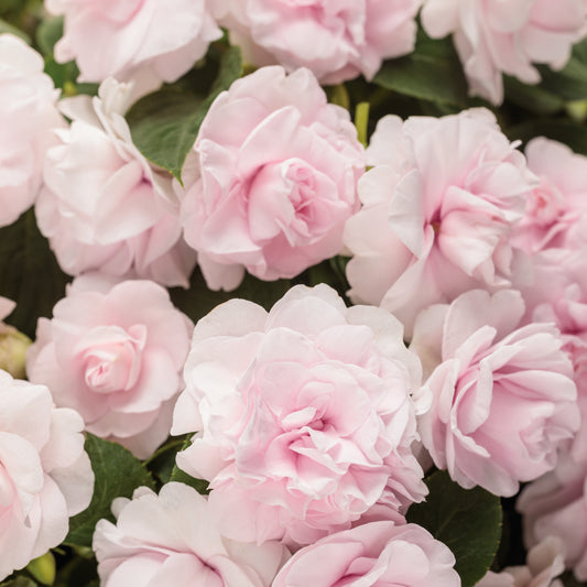 Rockapulco® Appleblossom Double Impatiens (walleriana)