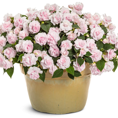 Rockapulco® Appleblossom Double Impatiens (walleriana)