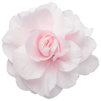 Rockapulco® Appleblossom Double Impatiens (walleriana)