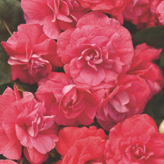 Rockapulco® Coral Reef Double Impatiens (walleriana)