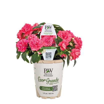 Rockapulco® Coral Reef Double Impatiens (walleriana)