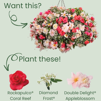 Rockapulco® Coral Reef Double Impatiens (walleriana)