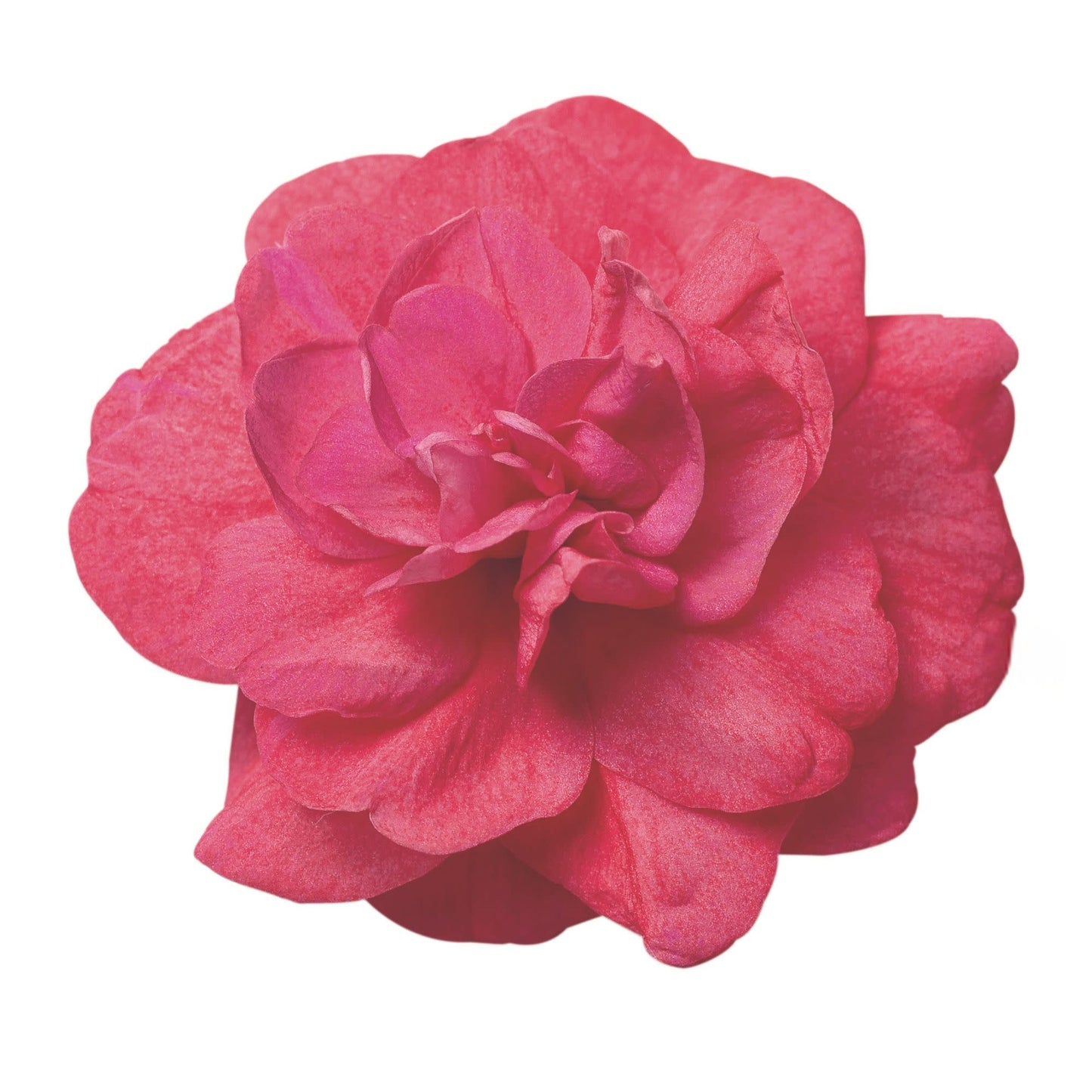 Rockapulco® Coral Reef Double Impatiens (walleriana)