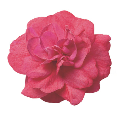Rockapulco® Coral Reef Double Impatiens (walleriana)