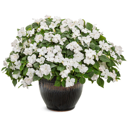 Soprano® White Bedding Impatiens (walleriana)