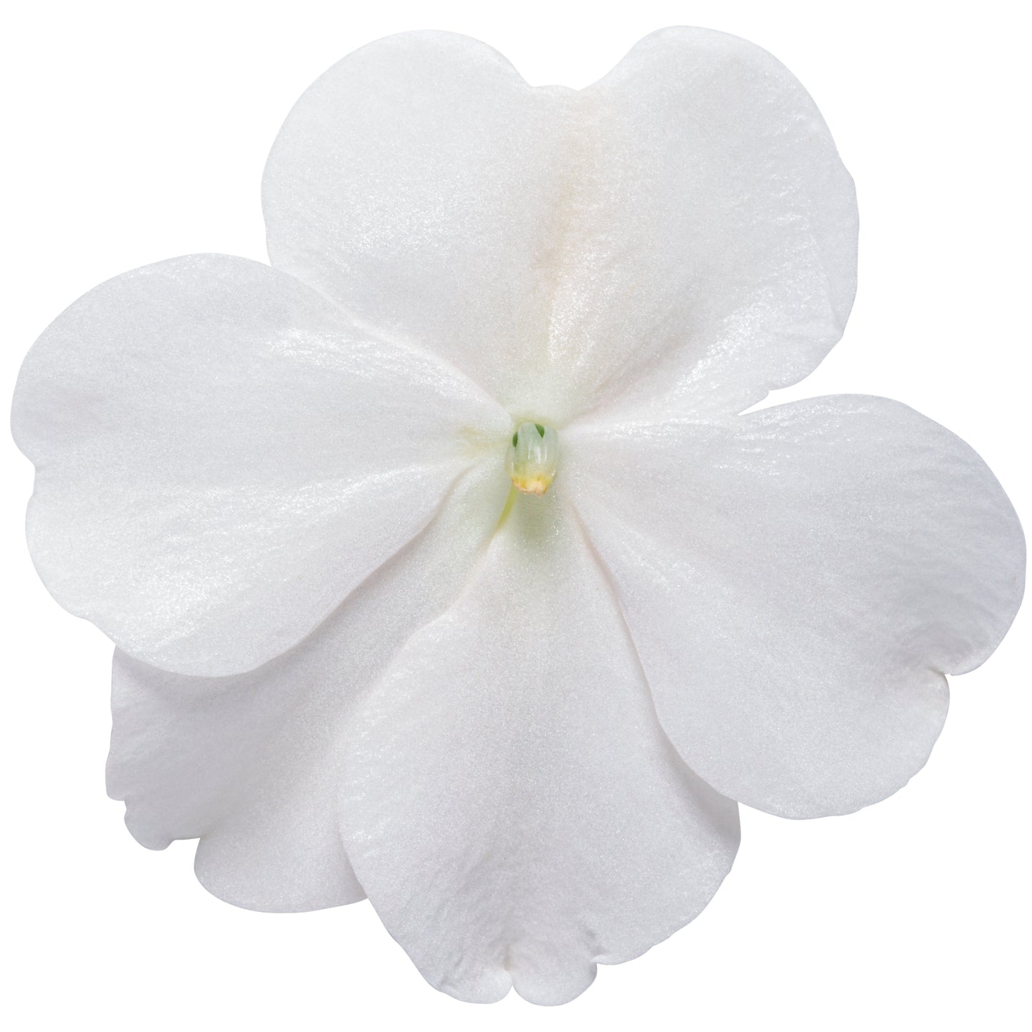 Soprano® White Bedding Impatiens (walleriana)