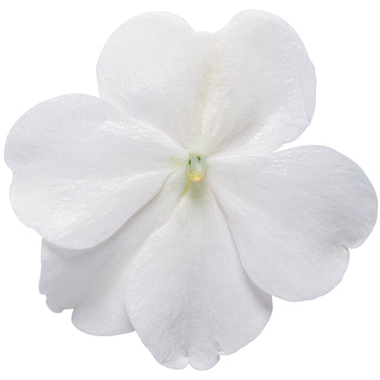 Soprano® White Bedding Impatiens (walleriana)