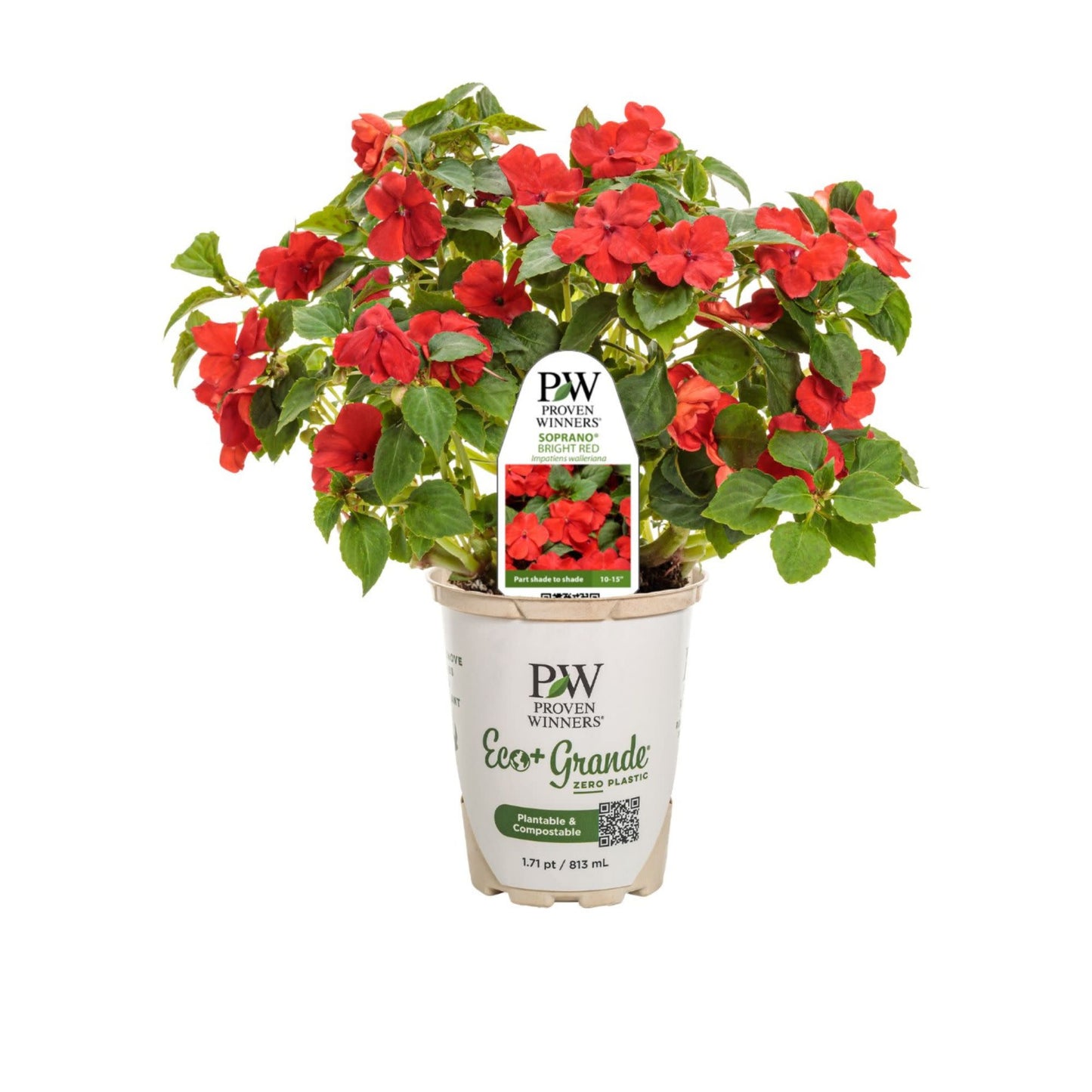 Soprano® Bright Red Bedding Impatiens (walleriana)