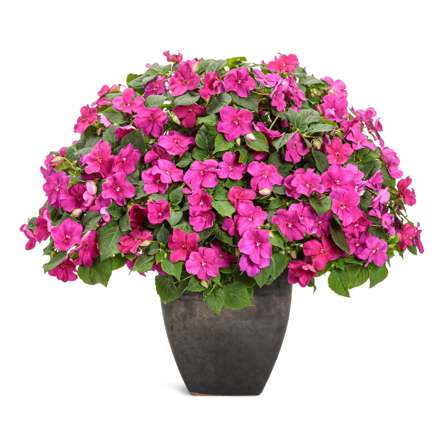 Soprano® Violet Shades Bedding Impatiens (walleriana)