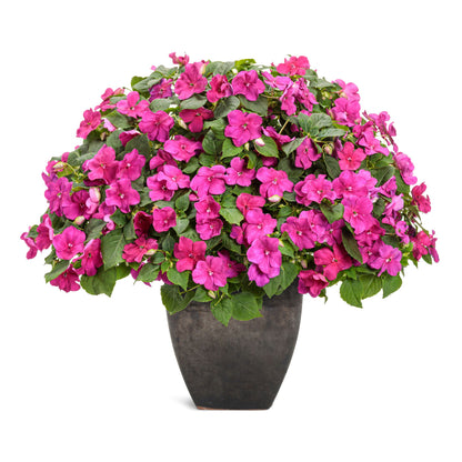 Soprano® Violet Shades Bedding Impatiens (walleriana)