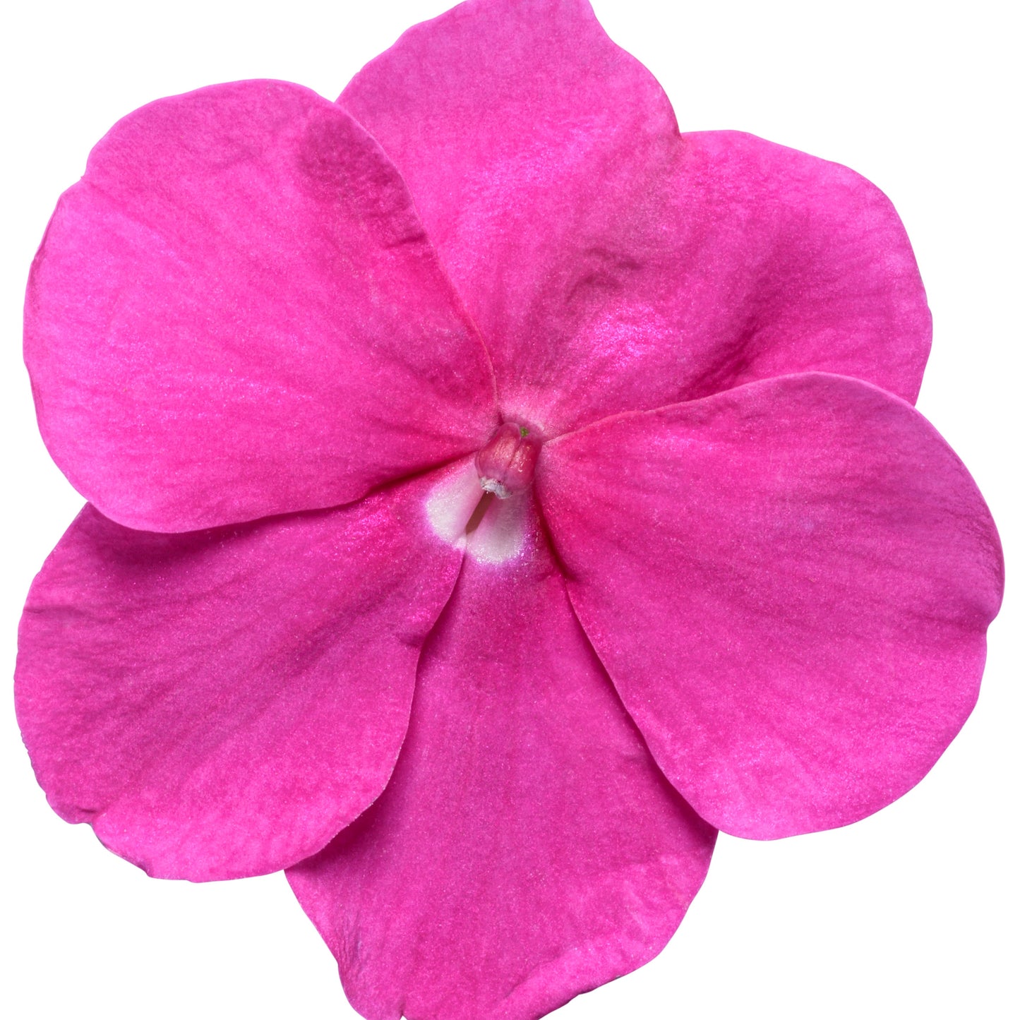 Soprano® Violet Shades Bedding Impatiens (walleriana)