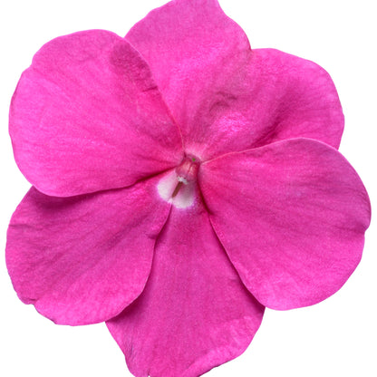 Soprano® Violet Shades Bedding Impatiens (walleriana)