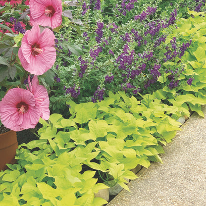 Sweet Caroline Light Green Sweet Potato Vine (Ipomoea batatas)