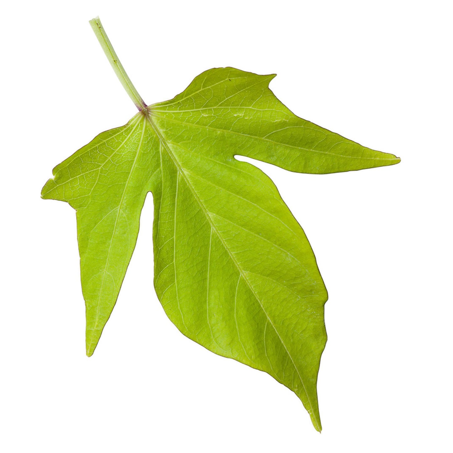 Sweet Caroline Light Green Sweet Potato Vine (Ipomoea batatas)