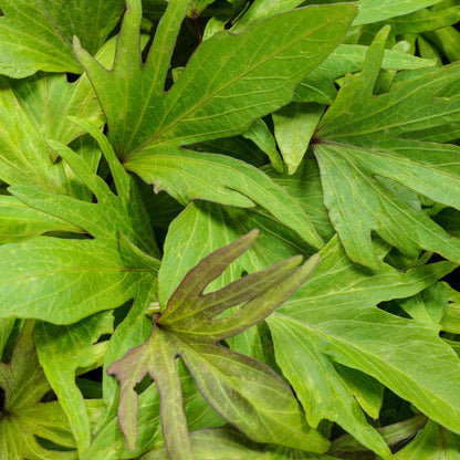 Sweet Caroline Medusa™ Green Ornamental Sweet Potato Vine (Ipomoea batatas)