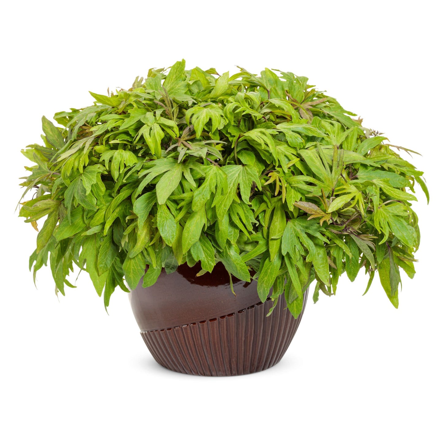 Sweet Caroline Medusa™ Green Ornamental Sweet Potato Vine (Ipomoea batatas)