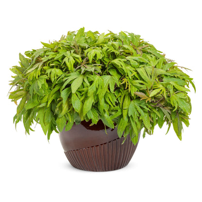 Sweet Caroline Medusa™ Green Ornamental Sweet Potato Vine (Ipomoea batatas)