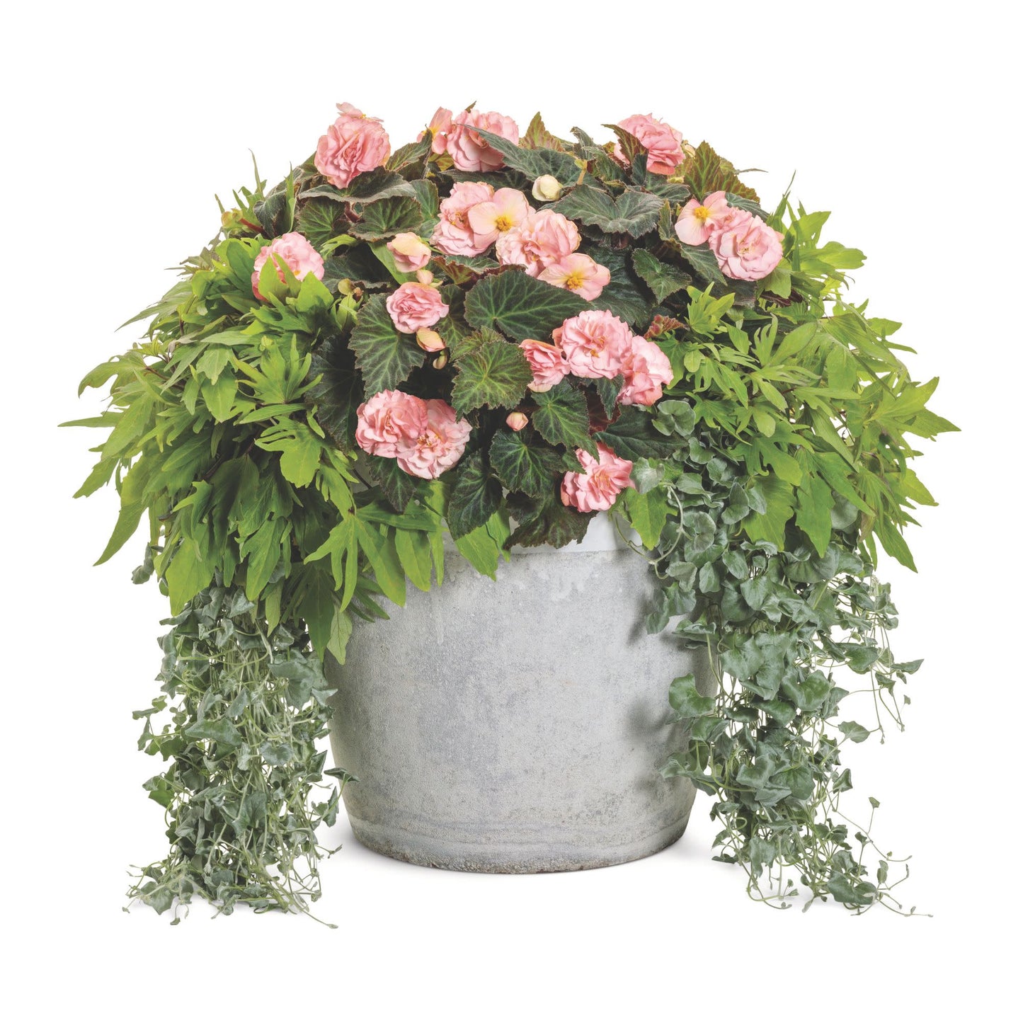 Sweet Caroline Medusa™ Green Ornamental Sweet Potato Vine (Ipomoea batatas)