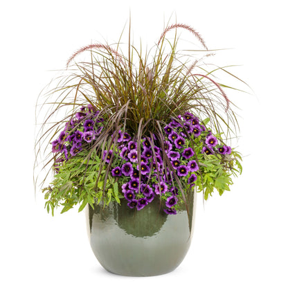 Sweet Caroline Medusa™ Green Ornamental Sweet Potato Vine (Ipomoea batatas)