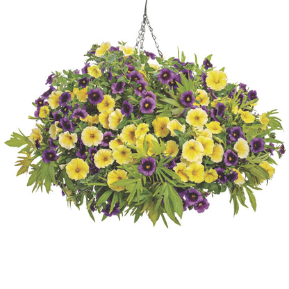 Sweet Caroline Medusa™ Green Ornamental Sweet Potato Vine (Ipomoea batatas)