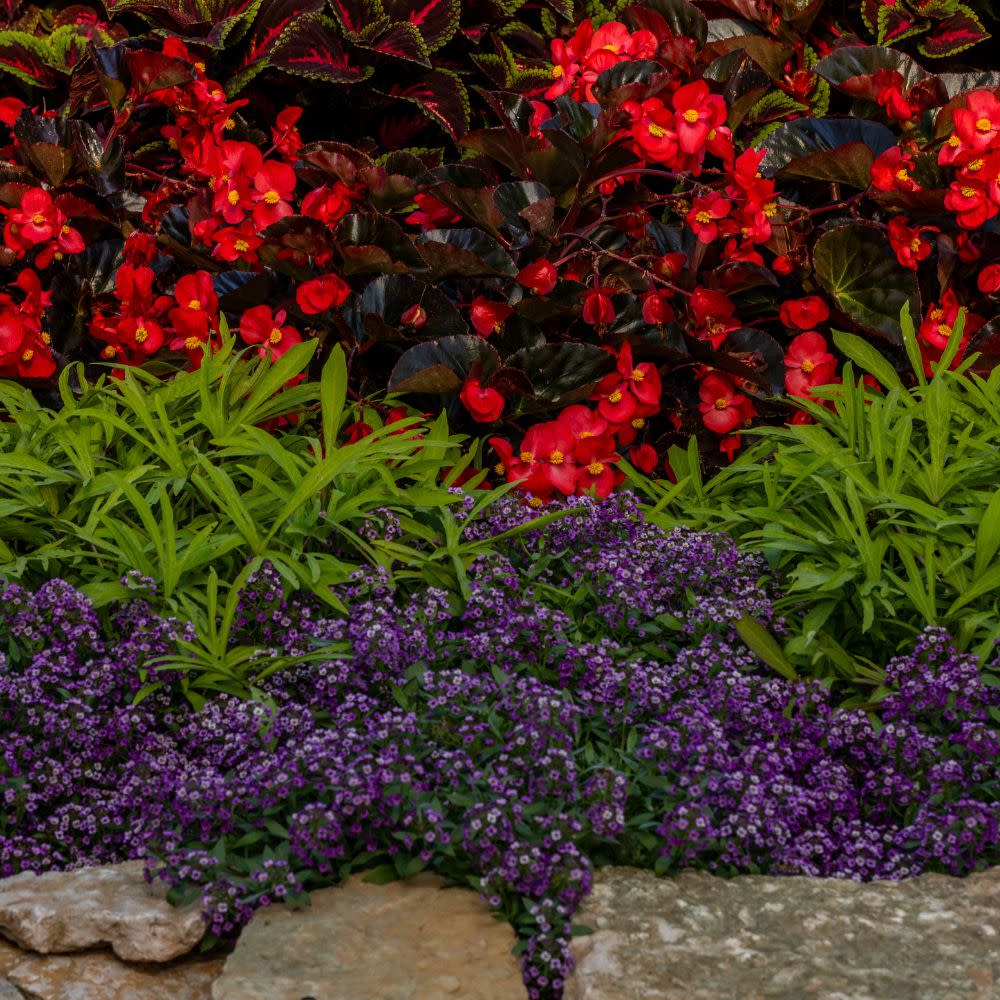 Sweet Caroline Medusa™ Green Ornamental Sweet Potato Vine (Ipomoea batatas)