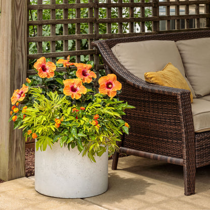 Sweet Caroline Medusa™ Green Ornamental Sweet Potato Vine (Ipomoea batatas)