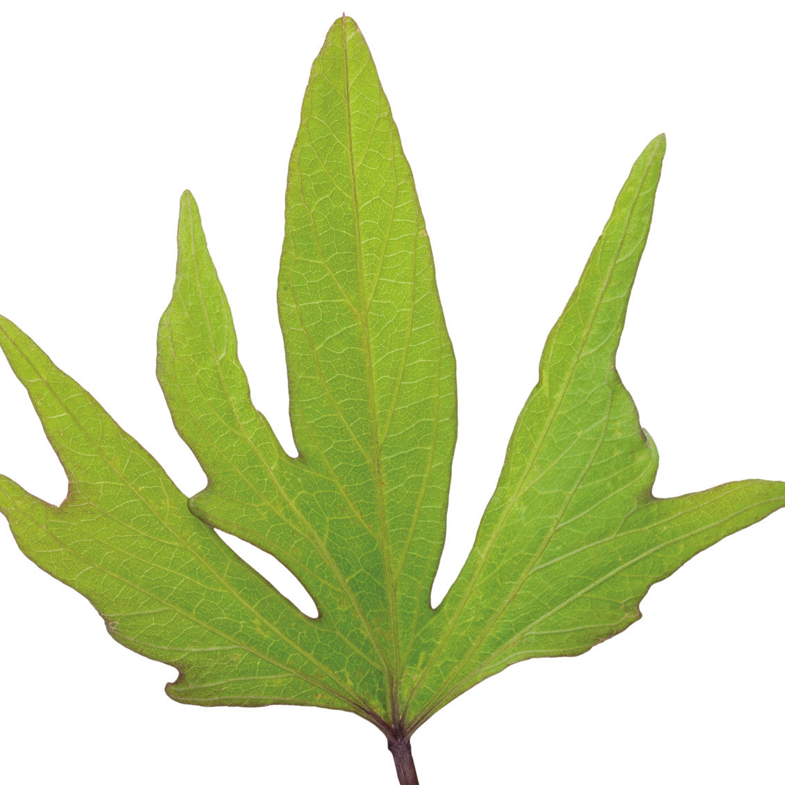 Sweet Caroline Medusa™ Green Ornamental Sweet Potato Vine (Ipomoea batatas)