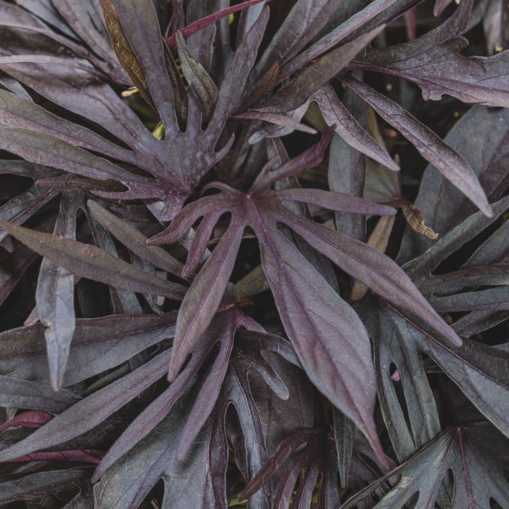 Sweet Caroline Medusa™ Black Ornamental Sweet Potato Vine (Ipomoea batatas) | Proven Winners® New Variety 2026