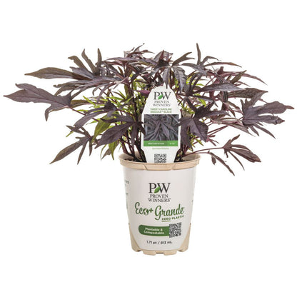 Sweet Caroline Medusa™ Black Ornamental Sweet Potato Vine (Ipomoea batatas) | Proven Winners® New Variety 2026