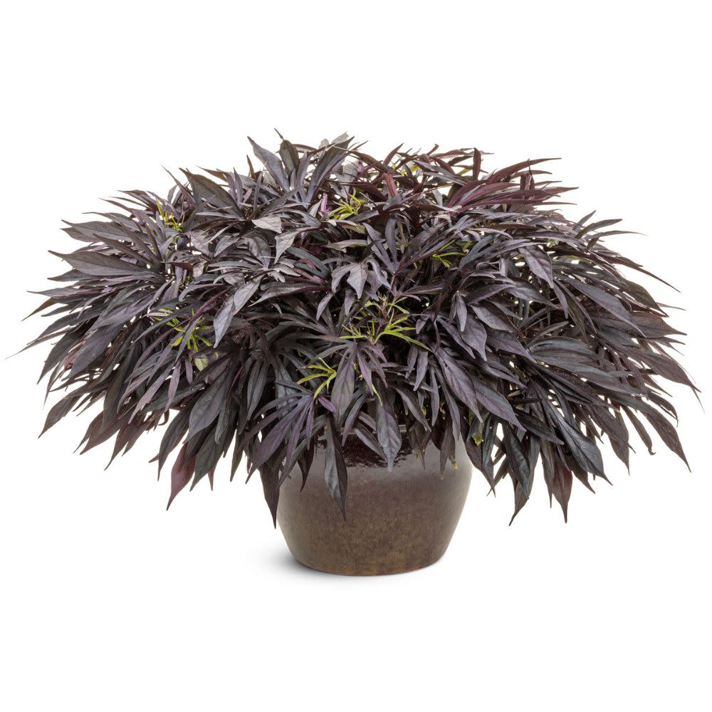 Sweet Caroline Medusa™ Black Ornamental Sweet Potato Vine (Ipomoea batatas) | Proven Winners® New Variety 2026