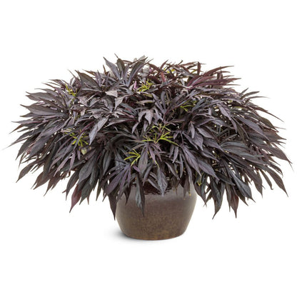 Sweet Caroline Medusa™ Black Ornamental Sweet Potato Vine (Ipomoea batatas) | Proven Winners® New Variety 2026
