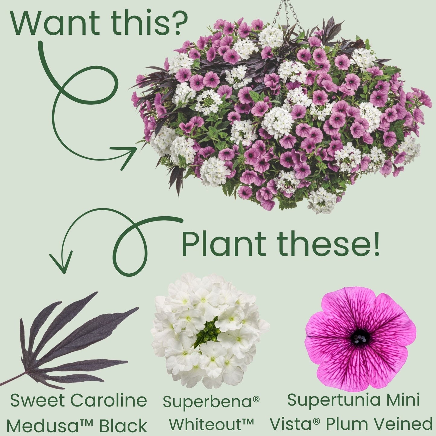 Sweet Caroline Medusa™ Black Ornamental Sweet Potato Vine (Ipomoea batatas) | Proven Winners® New Variety 2026
