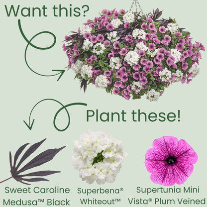 Sweet Caroline Medusa™ Black Ornamental Sweet Potato Vine (Ipomoea batatas) | Proven Winners® New Variety 2026