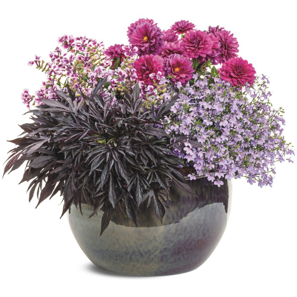 Sweet Caroline Medusa™ Black Ornamental Sweet Potato Vine (Ipomoea batatas) | Proven Winners® New Variety 2026