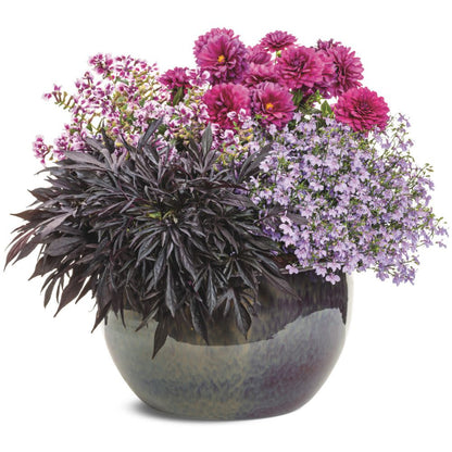 Sweet Caroline Medusa™ Black Ornamental Sweet Potato Vine (Ipomoea batatas) | Proven Winners® New Variety 2026