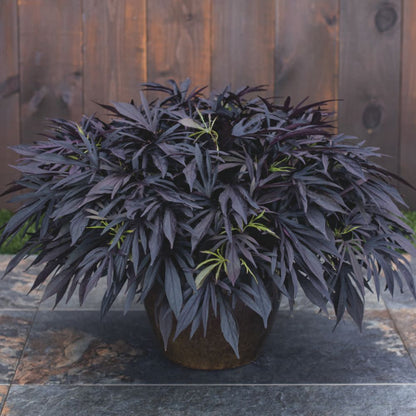Sweet Caroline Medusa™ Black Ornamental Sweet Potato Vine (Ipomoea batatas) | Proven Winners® New Variety 2026
