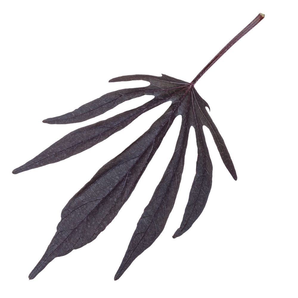 Sweet Caroline Medusa™ Black Ornamental Sweet Potato Vine (Ipomoea batatas) | Proven Winners® New Variety 2026