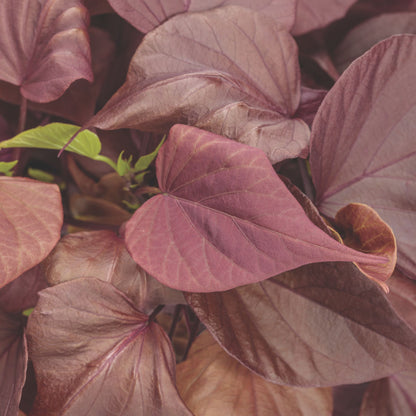 Sweet Caroline Sweetheart Mahogany™ Sweet Potato Vine (Ipomoea)